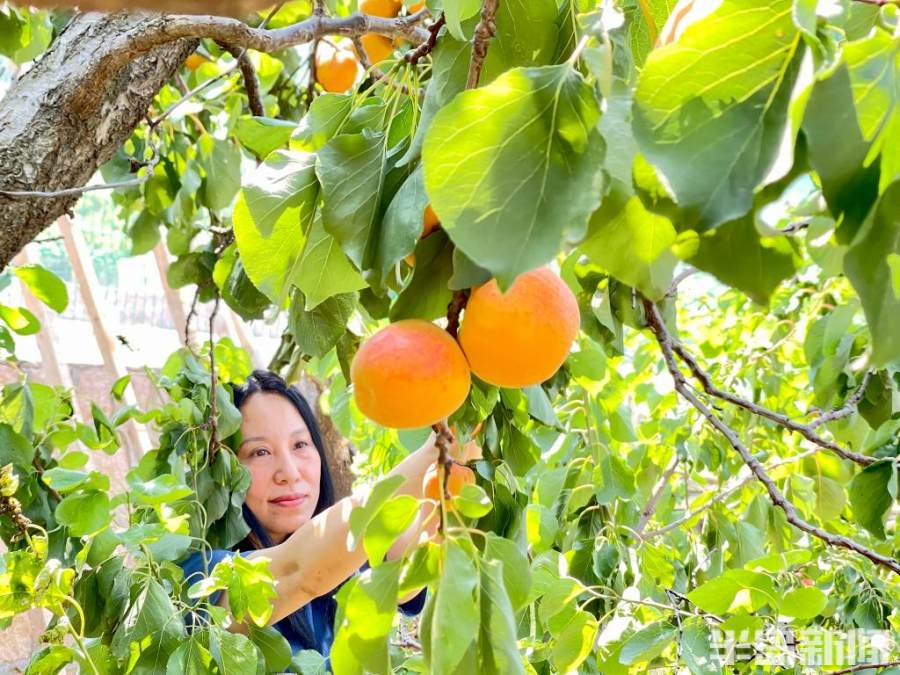 红杏社区资讯