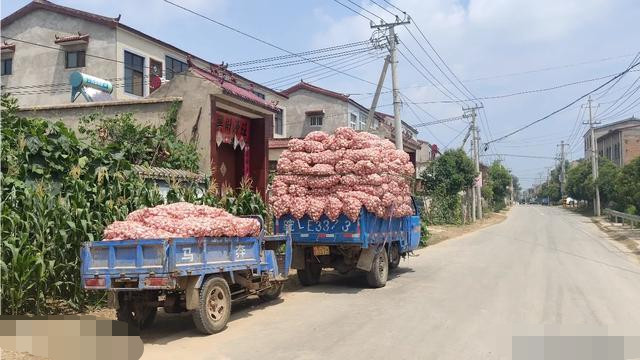 最新大蒜价格行情