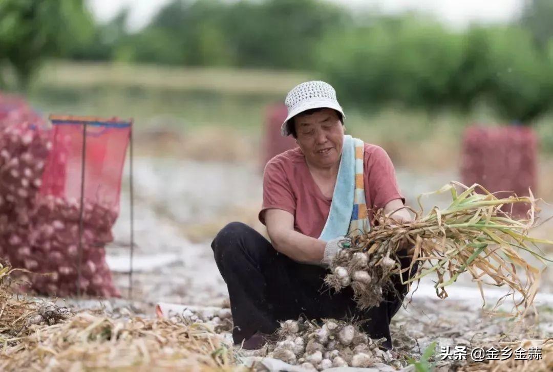 金乡下午大蒜最新价格