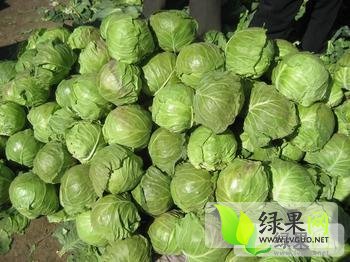 河北甘蓝最新价格与时代背景下的市场变迁